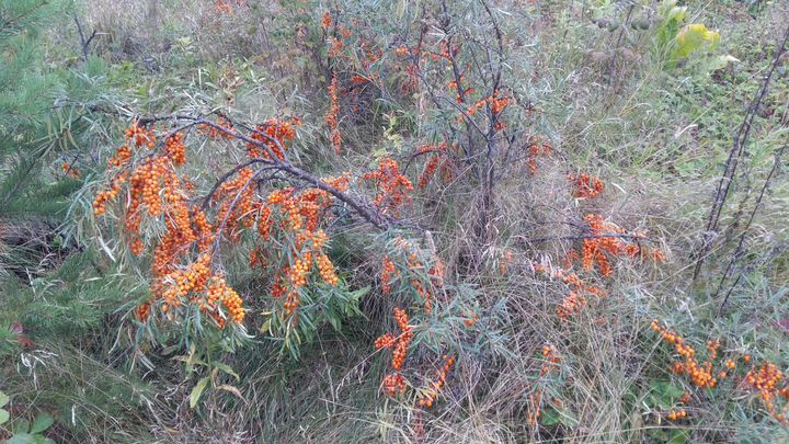 Участок 20 сот. (СНТ, ДНП)