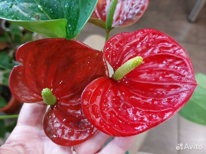 Антуриум красный