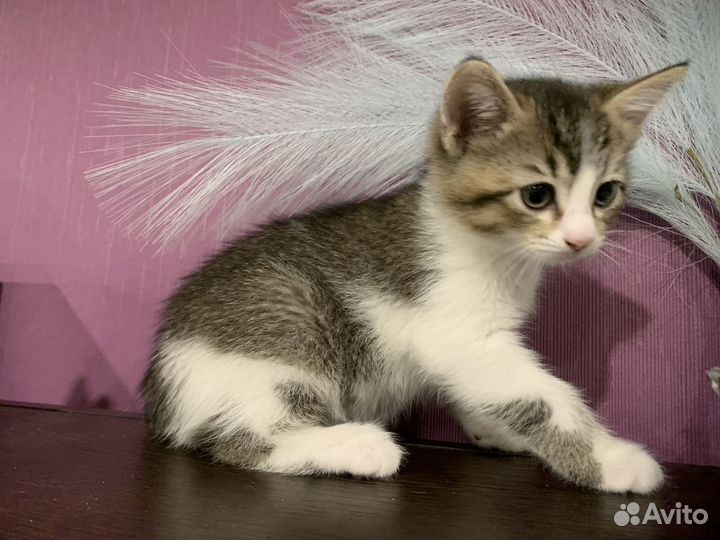 Кошка