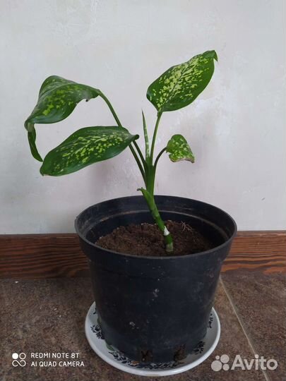 Диффенбахия