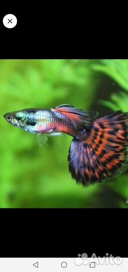 Рыбки Гуппи