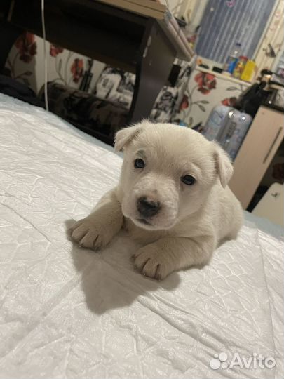 Отдам щенков в добрые руки