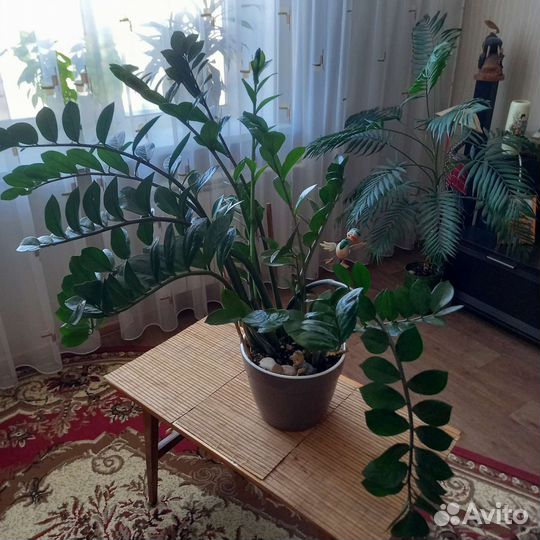 Замиокулькас