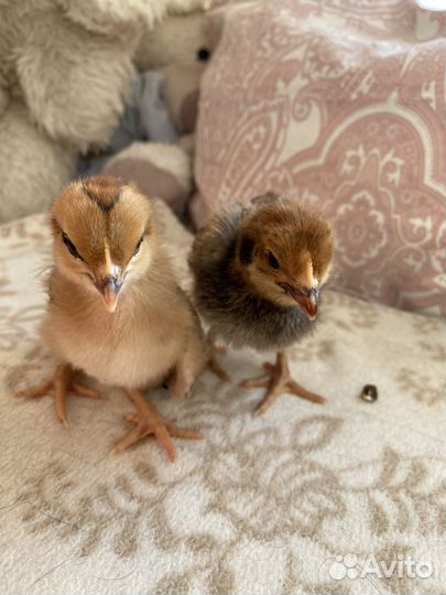 Цыплята кур несушек месячные
