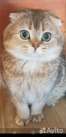 Шотландский кот