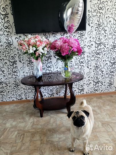 Мопс вязка мальчик