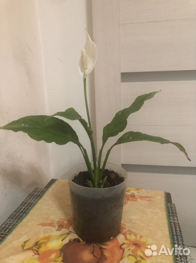 Спатифиллум уоллиса