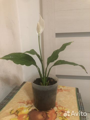 Спатифиллум уоллиса