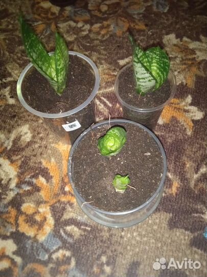 Сансевиерия хана