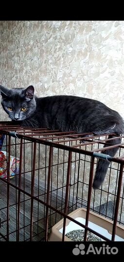 Котенок Пушинка ищет дом