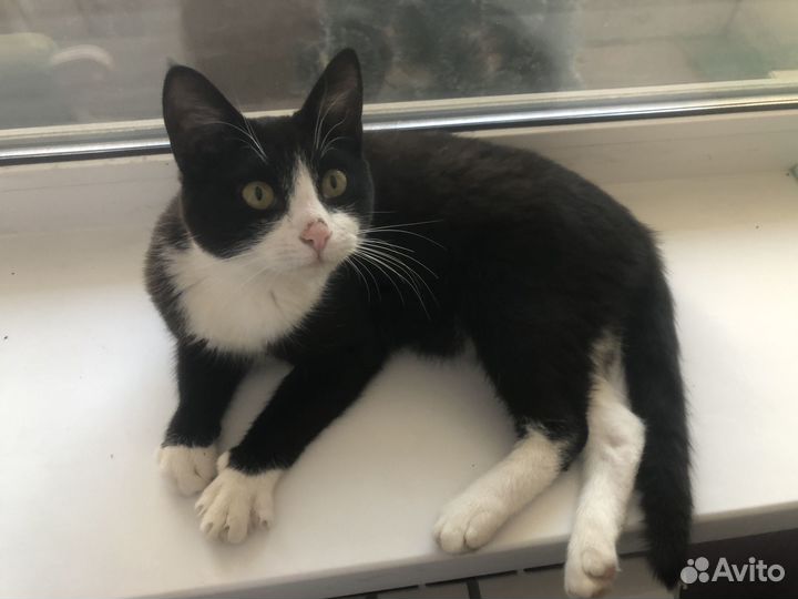 Котик бесплатно 6 месяцев