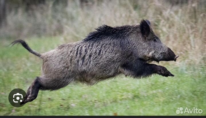 Охота на кабана