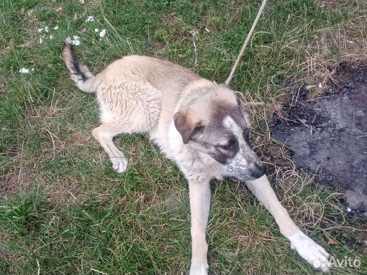 Щенки алабая