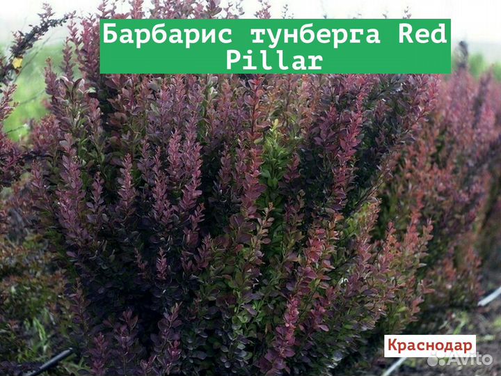 Барбарис тунберга Red Pillar