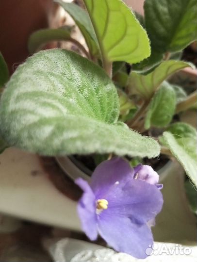 Филка белая, продаются детки