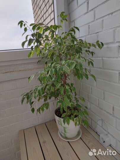Фикус Бенджамина