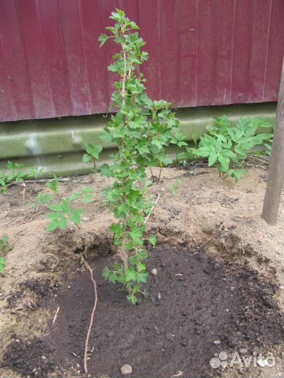 Саженцы разного крыжовника. Горелово