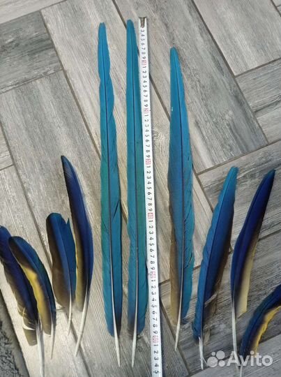 Перья для творчества