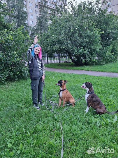 Выгул / передержка собак