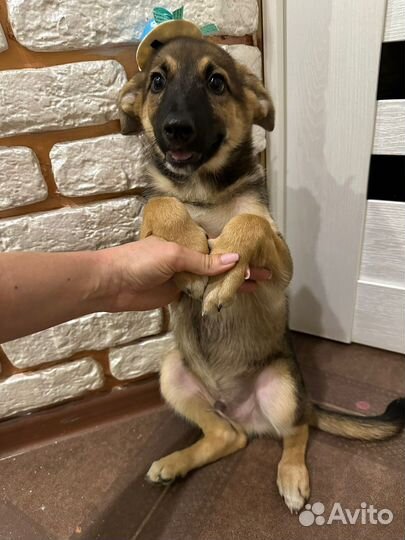 Шенок в добрые руки