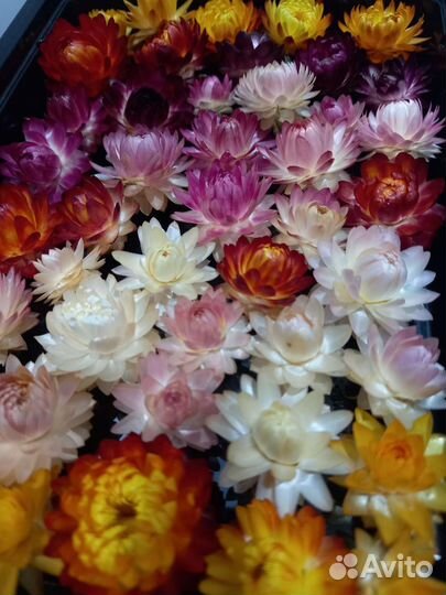 Гелихризум (Бессмертник). Сухоцвет