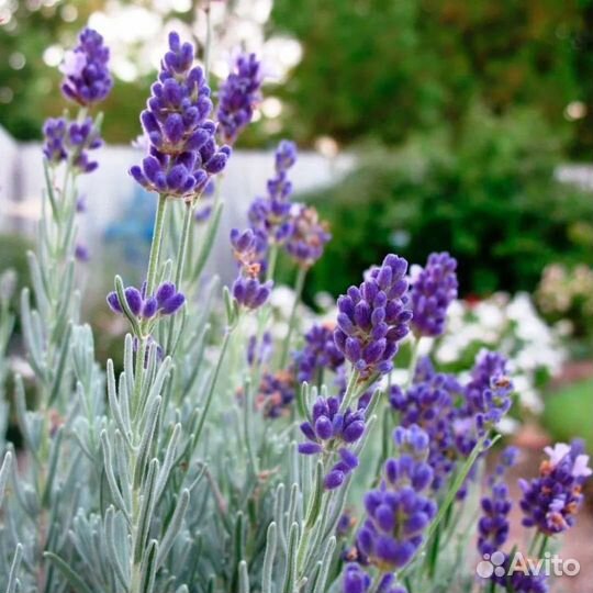 Лаванда