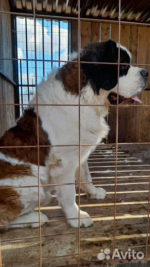 Сенбернар вязка