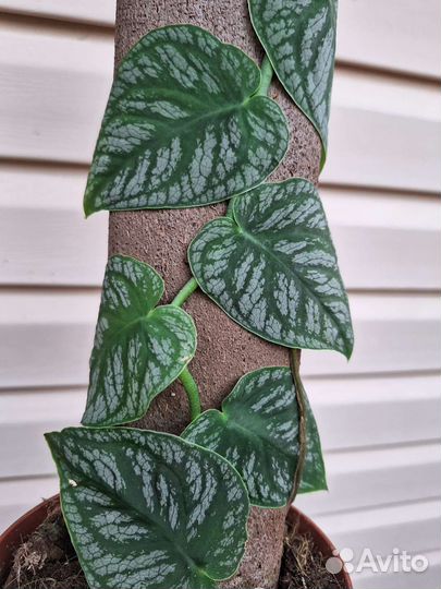 Монстера Дубиа