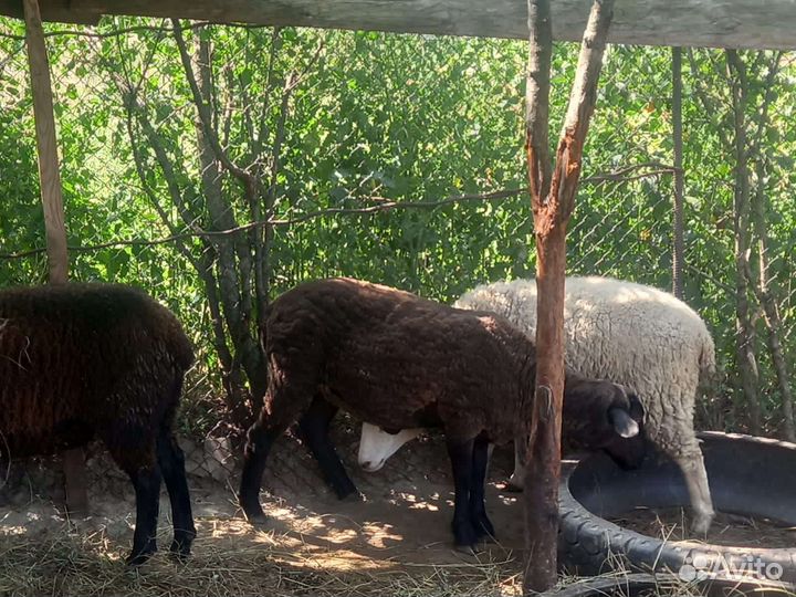 Баранчик и овцы