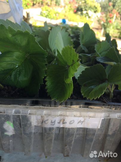 Рассада клубники,сорт Азия Избранница