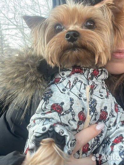 Йоркширский терьер вязка мальчик