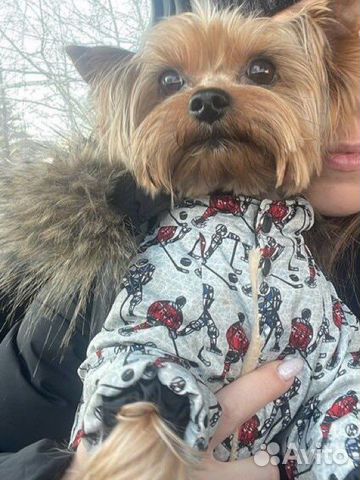 Йоркширский терьер вязка мальчик