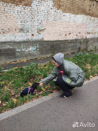 Кинолог зоопсихолог передержка собак и кошек