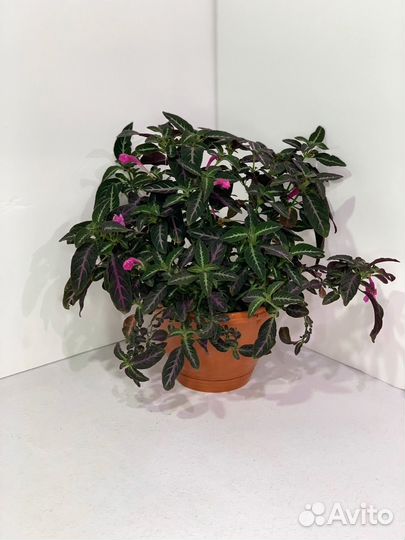 Руэллия Портеллы