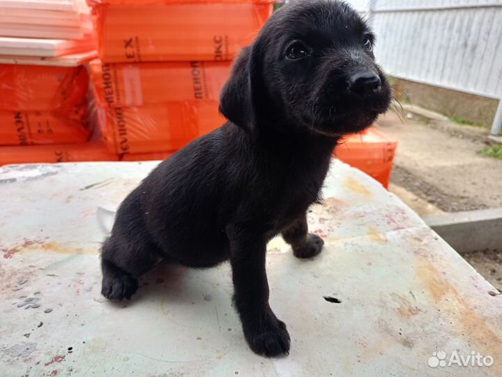 Щенки лабрадора