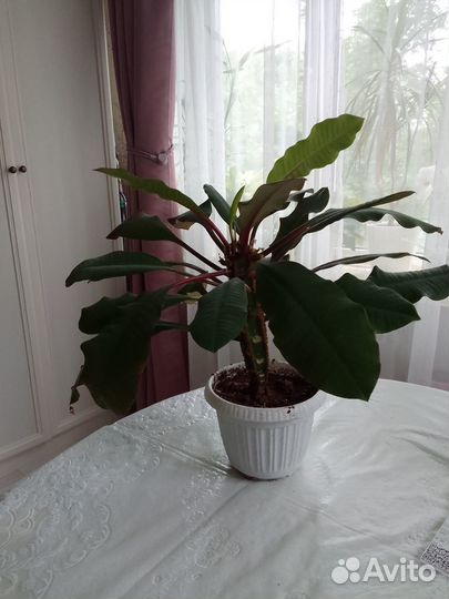 Домашние растения цветы