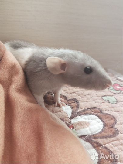 Квартирная передержка/зооняня для животных