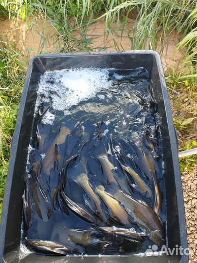 Рыба Линь карп и тд