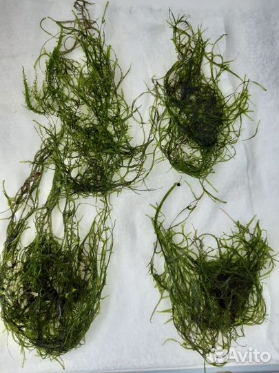 Растения,мхи,креветки,гуппи