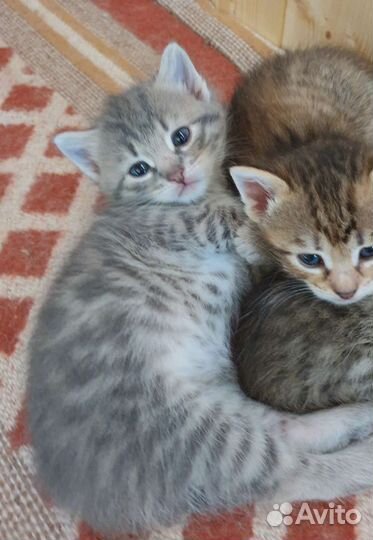 Котята в добрые руки домашние