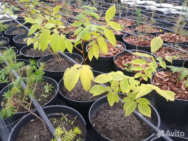 Набор деревьев для посадки рощи дуб липа лиственни