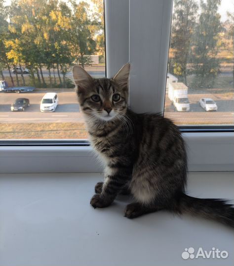 Котята для вас