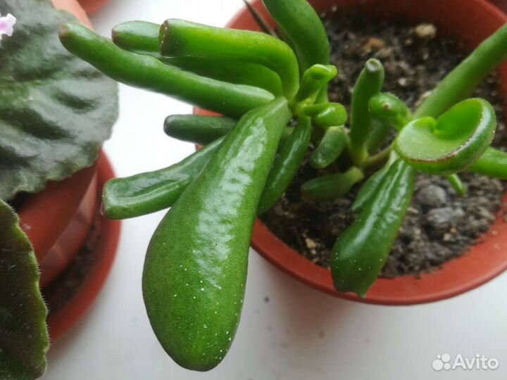 Толстянка трубчатая(крассула авата хоббит)