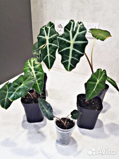 Алоказия полли, Криптантус Рубин Стар