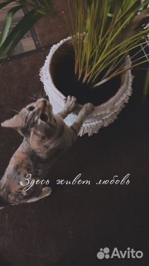 Котенок девочка - характер собачки