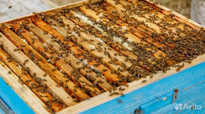 Мед с Алтая свежий цветочный только опт