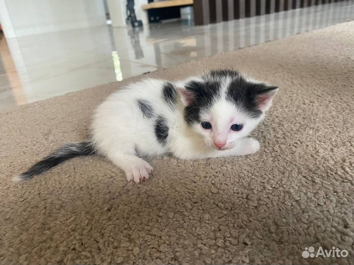 Котенок в добрые руки 1,5 месяца