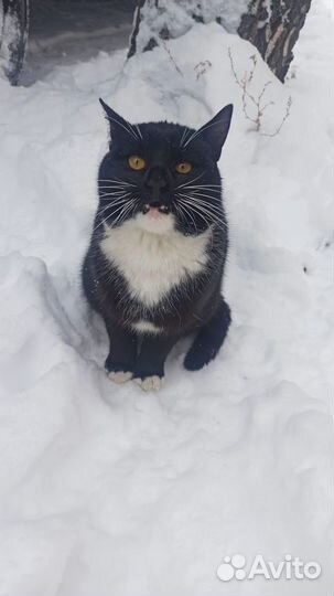 Отдам кота в добрые руки