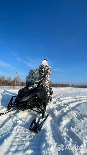 Arctic cat