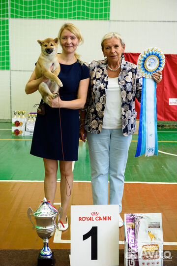 Сиба Ину питомник